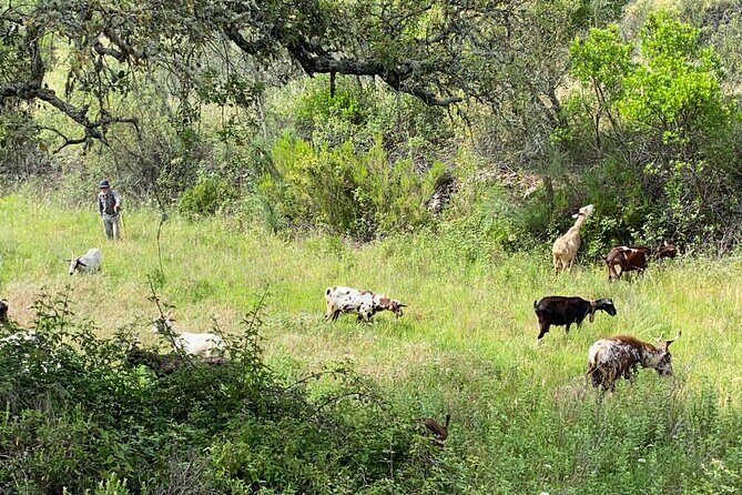 Walk in the Hills with Goat Herder-Local Honey, Wine and Cheese Tasting - Who Will Love This Tour?