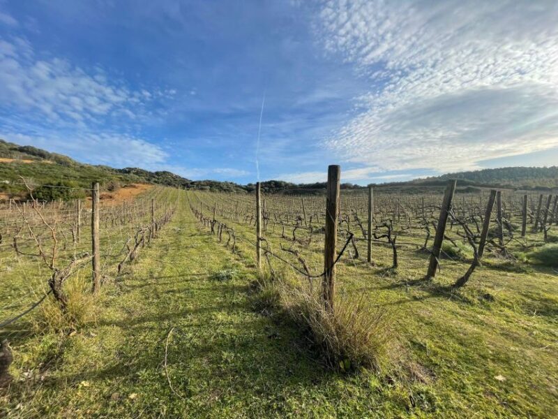 Walk through our vineyard and aperitif - Who Will Love This Tour?