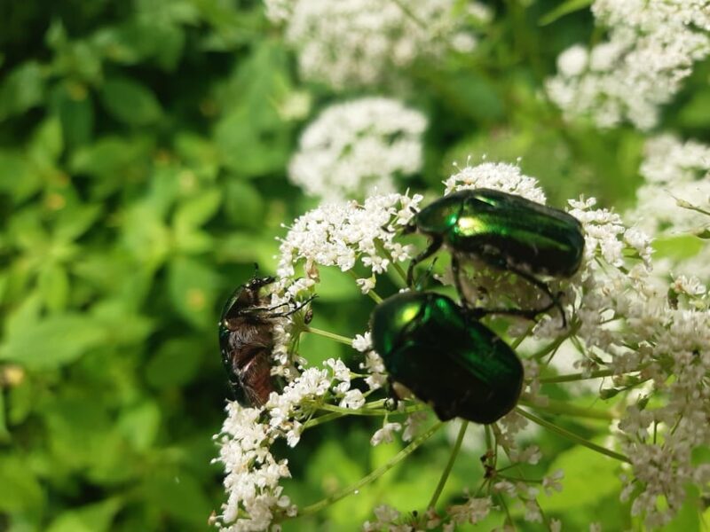 Walk to recent and aged spiritual sanctuaries near Budapest - Final Recommendation