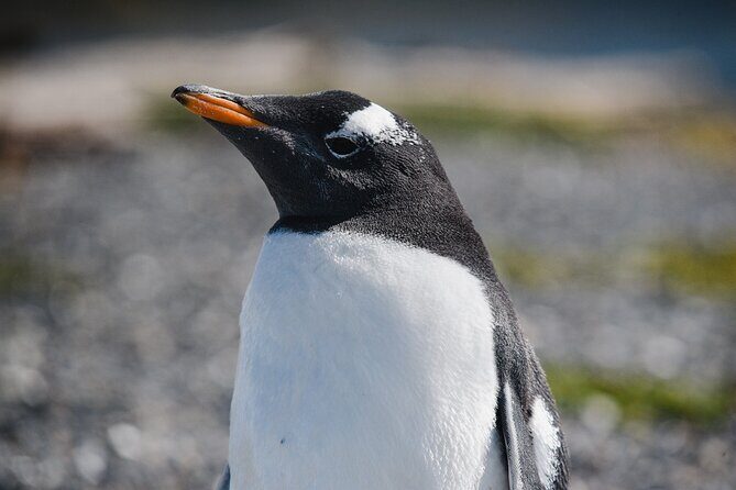 Walk with Penguins on Martillo Island, Ushuaia - Walk with Penguins on Martillo Island, Ushuaia: A Close Encounter with Nature’s Most Charming Birds