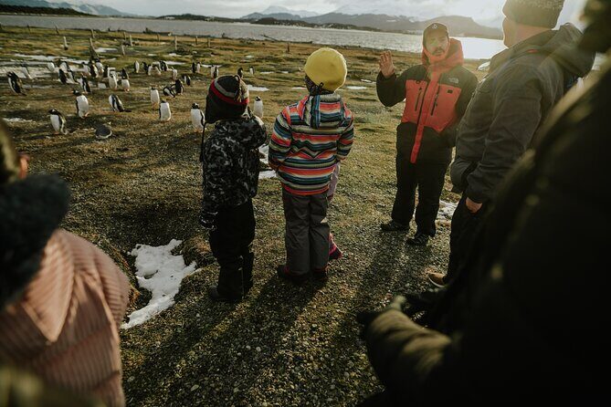 Walk with Penguins on Martillo Island, Ushuaia - Key Points