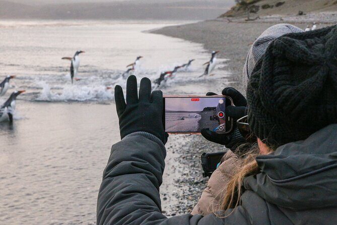Walk with Penguins on Martillo Island, Ushuaia - FAQ