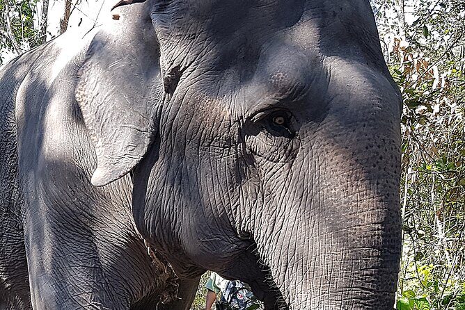 Walk with the Elephants by Cambodiajeep - A Deep Dive into the "Walk with the Elephants" Tour