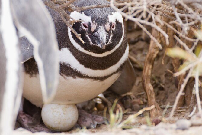 Walk with the Penguins in Punta Tombo for Cruisers in private - Who Will Love This Tour?