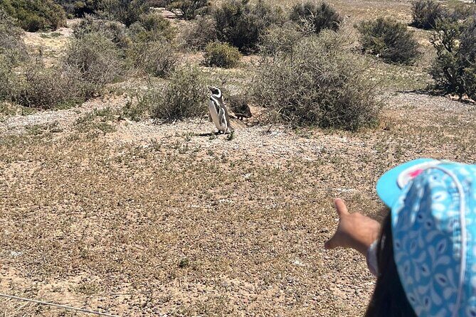Walk with the Penguins in Punta Tombo for Cruisers in private - The Sum Up