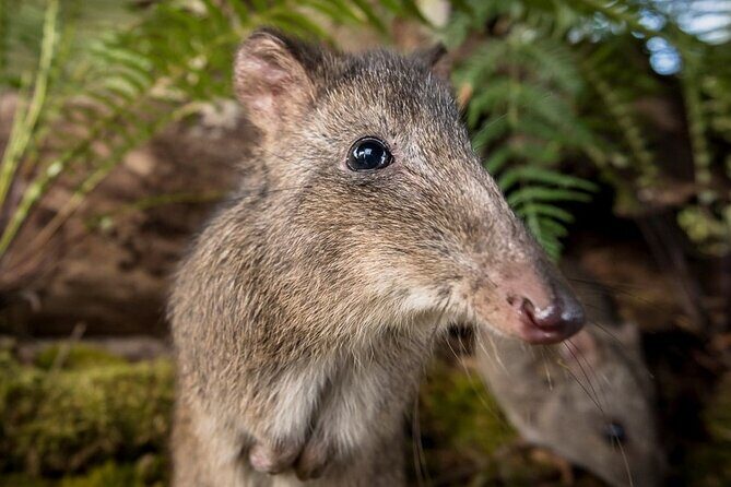 Walk with Wildlife: Guided Tour in Great Ocean Road - FAQs