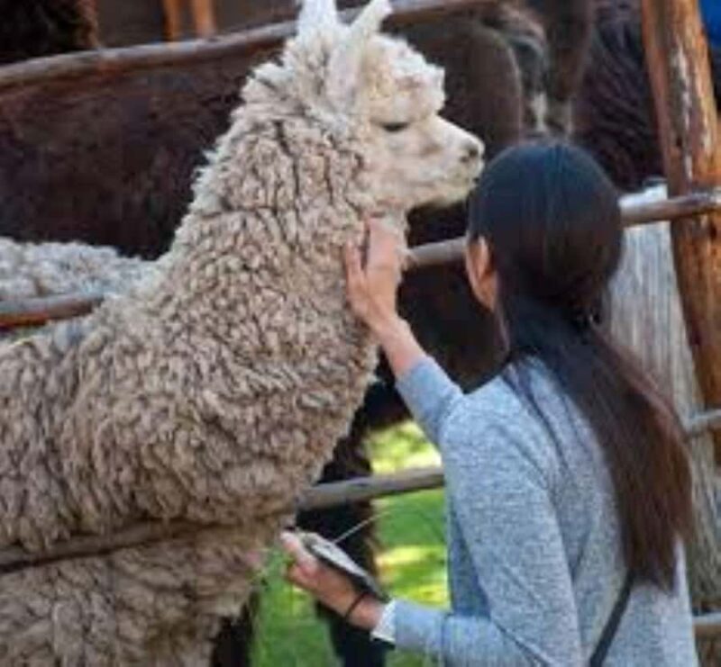 Walking city tour and Mama Juanita - The Museum of Andean Sanctuaries: A Closer Look at Inca Culture