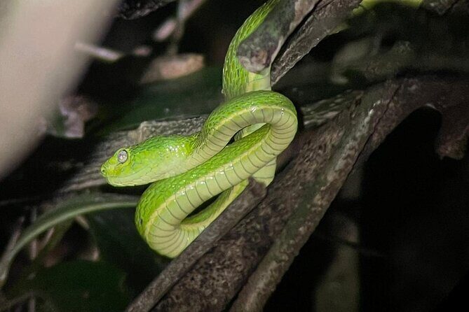 Walking Guided Tour in Monteverde Reserve - Key Points