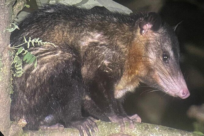 Walking Guided Tour in Monteverde Reserve - Wildlife and Birdwatching Highlights