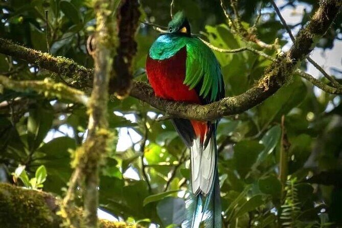 Walking Guided Tour in Monteverde Reserve - Authentic Personal Experiences and Reviews