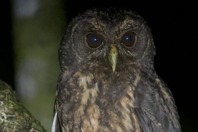 Walking Guided Tour in Monteverde Reserve - Final Thoughts