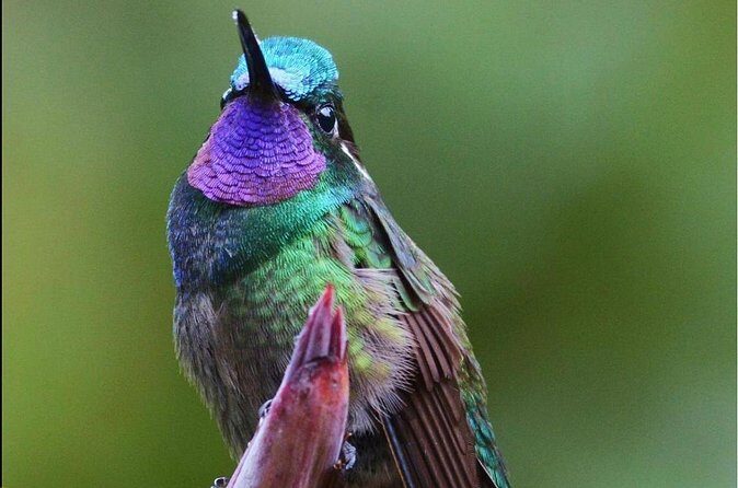 Walking Guided Tour in Monteverde Reserve - FAQ