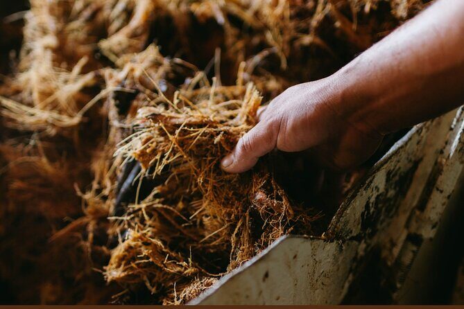 Walking Tour Agave Journey in Versalles - Walking Tour Agave Journey in Versalles: A Flavorful Exploration of Mexican Spirits