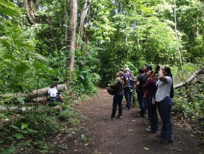 Walking tour in the archaeological site and jungle of Palenque - Key Points