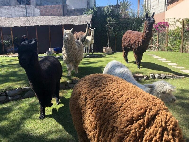 Walking tour in the Historic Center of Arequipa - Walking tour in the Historic Center of Arequipa