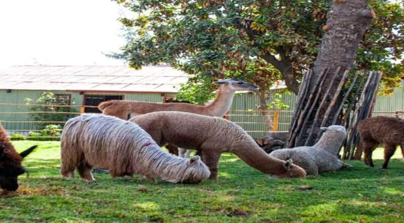 Walking Tour of Arequipa and Santa Catalina Monastery - Why This Tour Offers Real Value