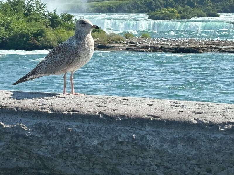 Walking Tour of Niagara Falls Canada and Hornblower Boat - Frequently Asked Questions