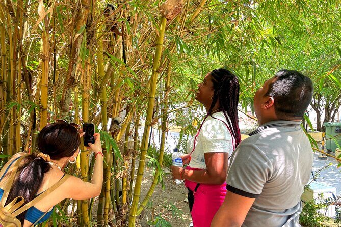 Walking tour of the magical city of Cartagena. - Practical Aspects and Considerations