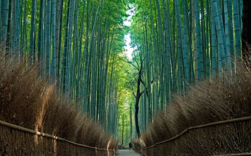 Walking Tour of Western Kyoto: Arashiyama, Kinkakuji and Koboshi - One day, four very different sides of western Kyoto