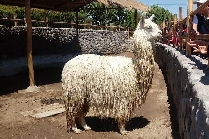 Walking Tour through the Historic Center of Arequipa - FAQ