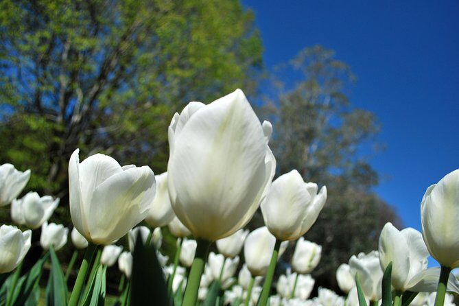 Walking tour with a private tour guide in the botanical gardens of Villa Taranto - Walking Tour with a Private Guide in the Botanical Gardens of Villa Taranto