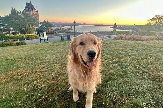 Walking tour with Guide Felix and his dog Meo - Final Thoughts