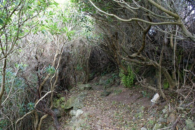 Walking Trails of Terceira - Who Should Consider This Tour?