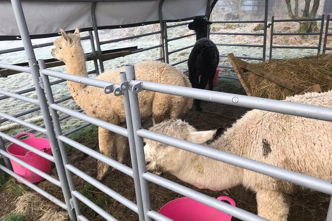 Walking with Alpacas - A Closer Look at Walking with Alpacas in Wales