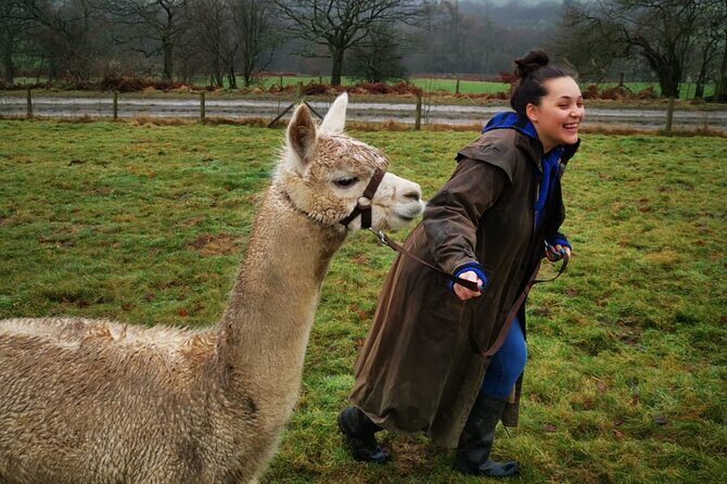 Walking with Alpacas - FAQ