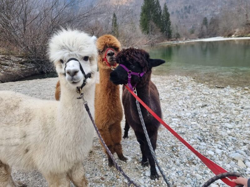 Walking with alpacas - Domaija Loncnar - Bohinj - What Makes This Tour Special? A Closer Look
