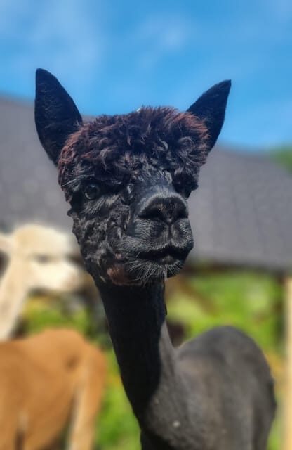 Walking with alpacas - Domaija Loncnar - Bohinj - Value for Money and Practical Considerations