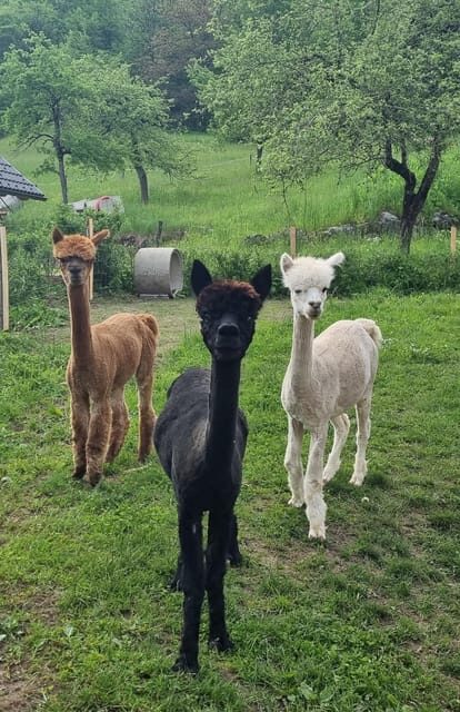 Walking with alpacas - Domaija Loncnar - Bohinj - FAQs