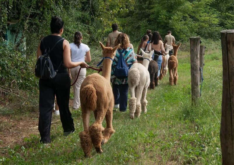 Walking with Alpacas in Turin: an experience of nature in the city - Key Points