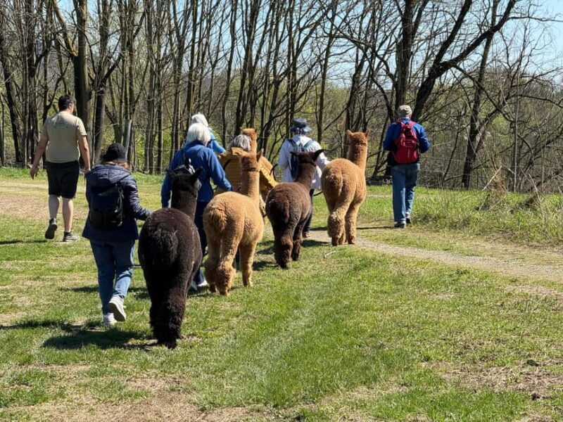 Walking with Alpacas in Turin: an experience of nature in the city - A Closer Look at the Experience