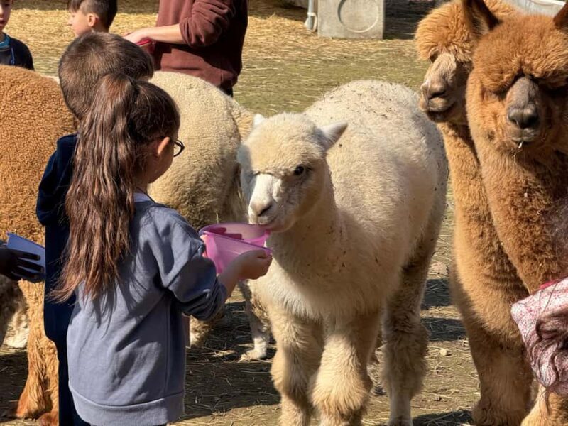 Walking with Alpacas in Turin: an experience of nature in the city - Final Thoughts