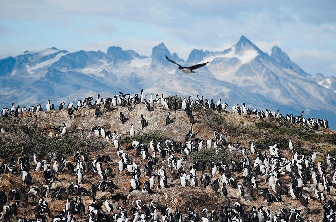 Walking with Penguins in Ushuaia Hammer Island - Terrestrial - Who Should Consider This Tour?