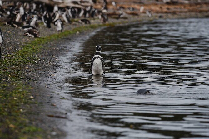 Walking with Penguins in Ushuaia Hammer Island - Terrestrial - Frequently Asked Questions