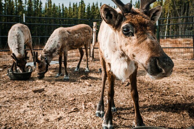 Walking with Reindeer Experience - A Closer Look at the Walking with Reindeer Experience