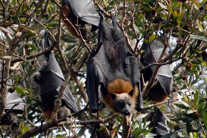 Walking with Sydney Flying Foxes (Fruit Bats) - Walking with Sydney Flying Foxes (Fruit Bats): A Close-Up Look at Natures Night Flyers