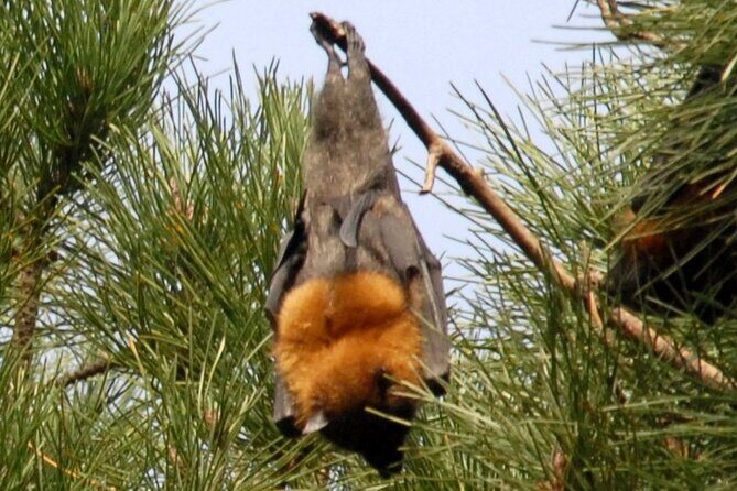 Walking with Sydney Flying Foxes (Fruit Bats) - In-Depth Review of the Walking with Sydney Flying Foxes Tour