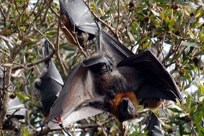 Walking with Sydney Flying Foxes (Fruit Bats) - FAQ