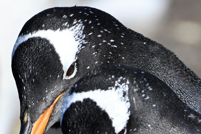 Walking with the Penguins in Falkland Islands at Berthas Beach - Walking with the Penguins in Falkland Islands at Berthas Beach: A Comprehensive Review