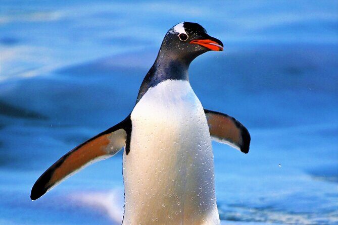 Walking with the Penguins in Falkland Islands at Berthas Beach - An In-Depth Look at the Falkland Islands Penguin Walking Tour