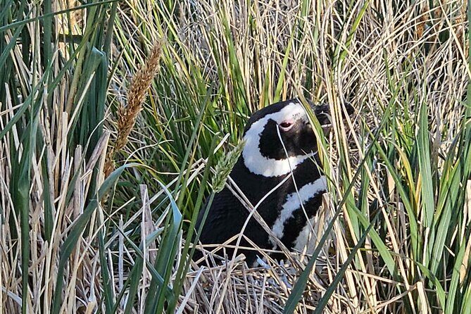 Walking with the Penguins in Falkland Islands at Berthas Beach - FAQ