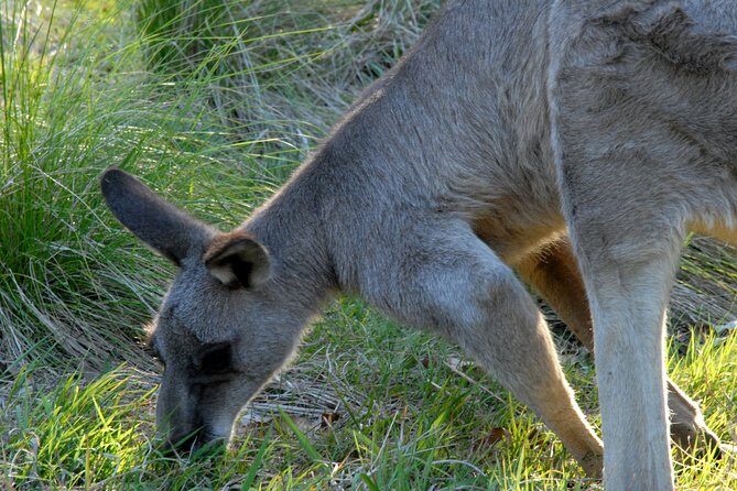 Walking with Wild Kangaroos Private Half-Day Trip from Sydney - Price & Value Analysis