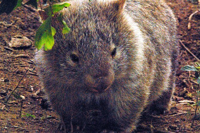 Walking with Wild Wombats Private Day Trip from Sydney - Walking with Wild Wombats Private Day Trip from Sydney