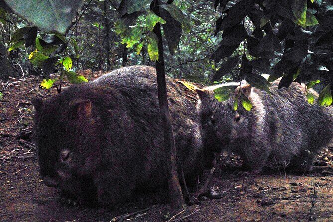 Walking with Wild Wombats Private Day Trip from Sydney - Key Points