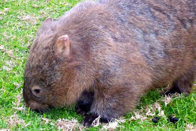 Walking with Wild Wombats Private Day Trip from Sydney - Transport and Logistics