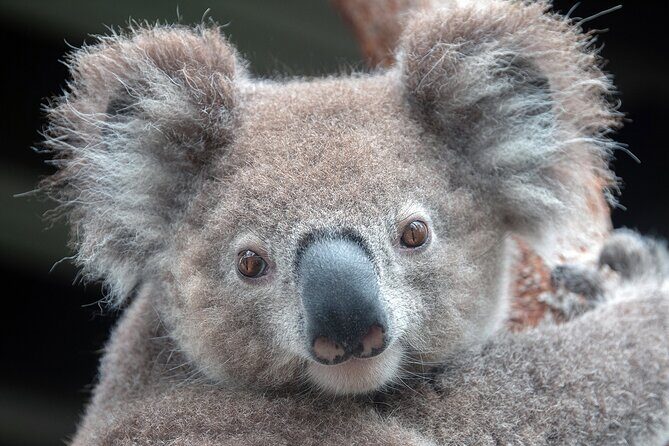 Walking with Wild Wombats Private Day Trip from Sydney - Who Should Consider This Tour?
