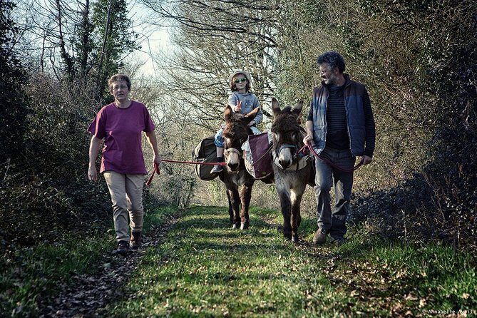 Walks and hikes with donkeys - An In-Depth Look at the Experience